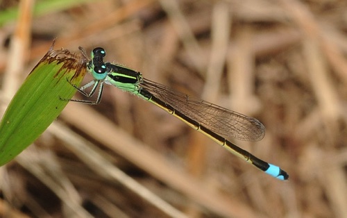 Male
2009_07_09_FL